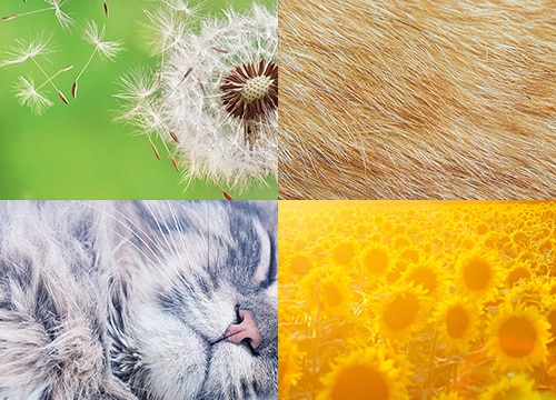 Allergy Relief